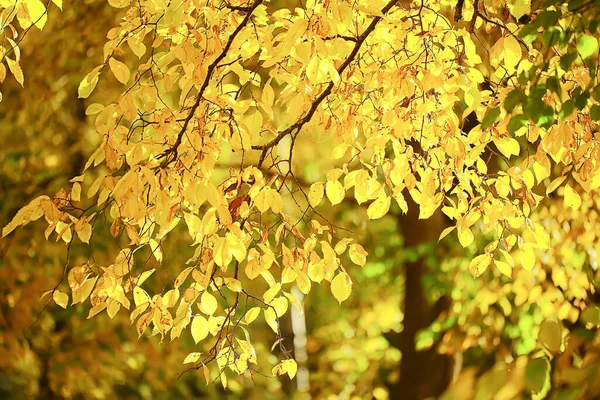 Astratto Autunno Autunno Sfondo Foglie Giallo Natura Ottobre Carta Parati — Foto Stock