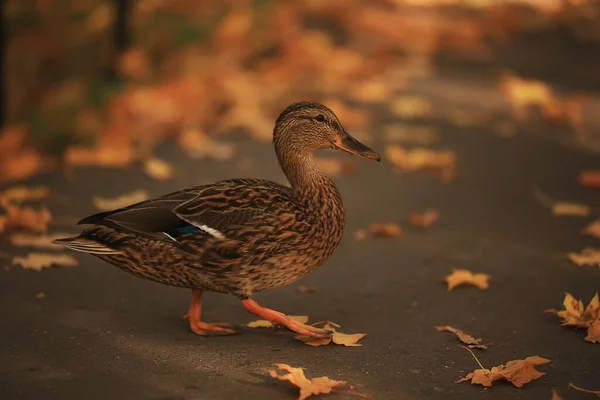 Kachna Podzim Park Divoký Divoká Kachna Podzim Pohled Stěhovavý Pták — Stock fotografie