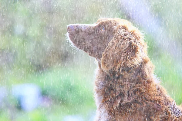 Cão Sem Teto Cão Molhado Chuva Outono Solidão Tristeza Mgrel — Fotografia de Stock