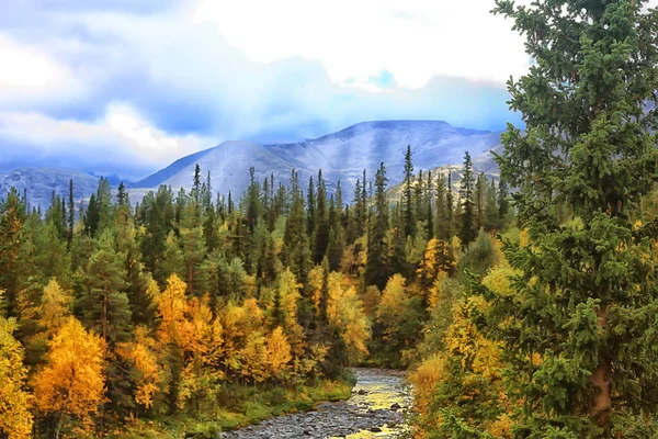 Φθινόπωρο Δάσος Τοπίο Αφηρημένη Φόντο Οκτώβριος Άποψη Κίτρινα Δέντρα Πτώση — Φωτογραφία Αρχείου