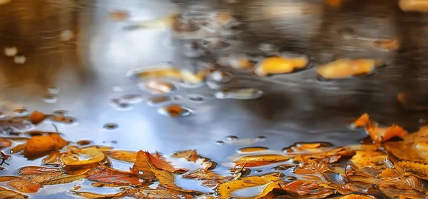 抽象的な秋の背景は黄色の自然を残します10月の壁紙季節 — ストック写真