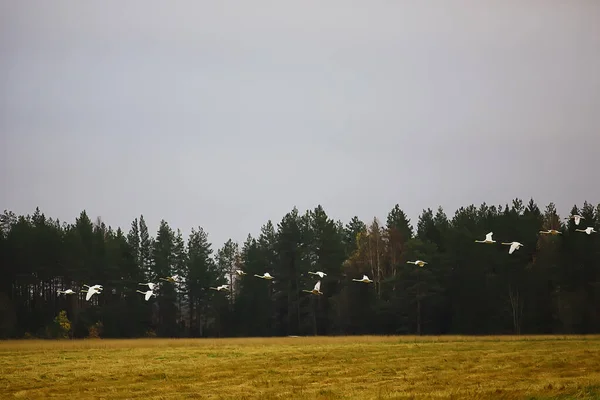 Herbstlandschaft Eine Schar Schwäne Wald Zugvögel Saisonale Migration Oktober — Stockfoto