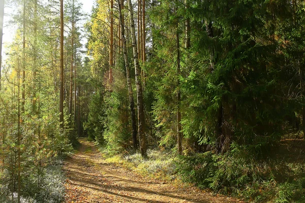 Estate Paesaggio Foresta Sfondo Panorama Natura Estate Stagione Paesaggio Alberi — Foto Stock