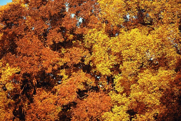 秋天的背景树叶黄质10月份墙纸季节 — 图库照片