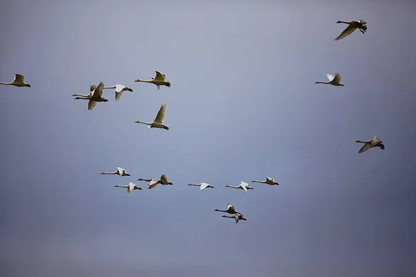 Schwarm Schwäne Flug Gegen Den Himmel Wildvogelgruppe Zieht — Stockfoto