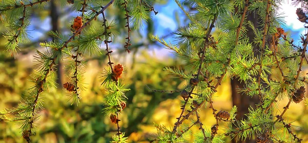 Summer Landscape Forest Background Panorama Nature Summer Season Landscape Trees — Stock Photo, Image