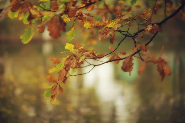 추상적 가을의 뒷배경은 노란색의 동그란 계절을 남긴다 — 스톡 사진