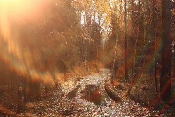 Podzimní Lesní Krajina Abstraktní Pozadí Říjnový Pohled Žluté Stromy Podzimní — Stock fotografie