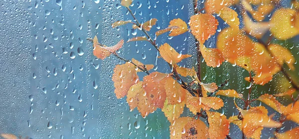 Elvont Háttér Esés Üveg Csepp Ősz Sárga Levelek Nedves Október — Stock Fotó