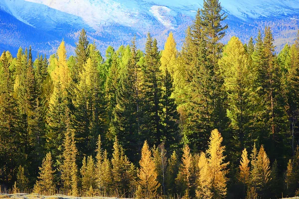 Otoño Taiga Bosque Paisaje Naturaleza Vista Caer Las Montañas — Foto de Stock