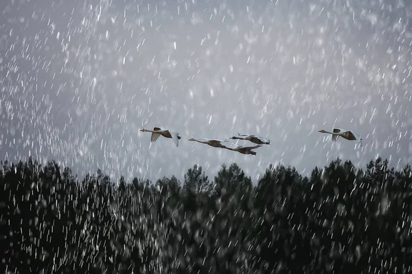 Outono Paisagem Bando Cisnes Floresta Aves Migratórias Migração Sazonal Outubro — Fotografia de Stock