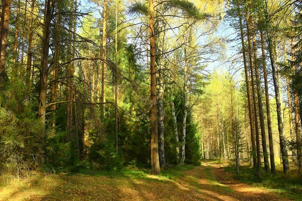 Καλοκαιρινό Τοπίο Στο Δάσος Φόντο Πανόραμα Φύση Καλοκαιρινή Εποχή Τοπίο — Φωτογραφία Αρχείου