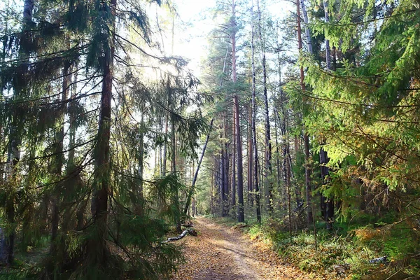 Sommar Landskap Skogen Bakgrund Panorama Natur Sommar Säsong Landskap Träd — Stockfoto