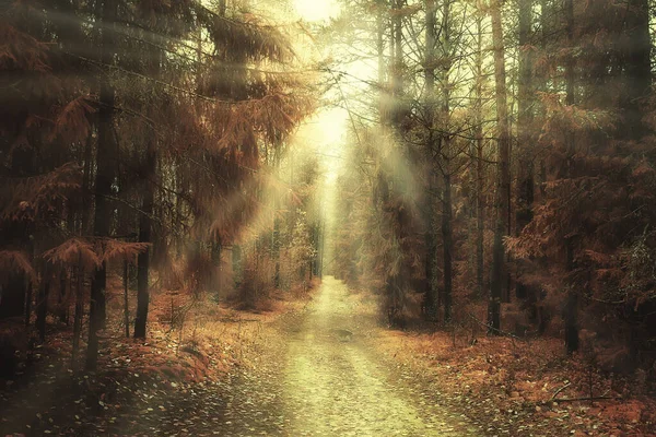 Herbst Waldlandschaft Abstrakter Hintergrund Oktober Ansicht Gelben Bäumen Herbst Natur — Stockfoto