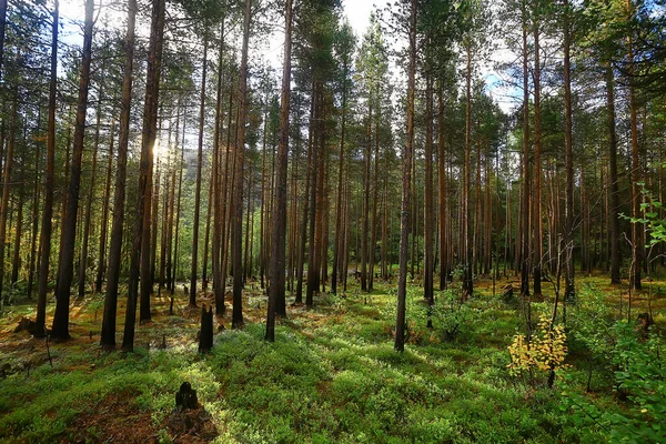 Sommer Landschaft Wald Hintergrund Panorama Natur Sommer Saison Landschaft Bäume — Stockfoto