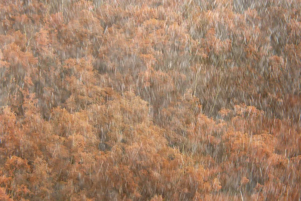 Abstracte Herfst Achtergrond Regen Bladeren Behang Park — Stockfoto