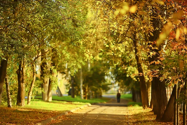 Slunečná Krajina Podzimním Parku Podzimní Sezóna Pozadí Oranžový Park — Stock fotografie