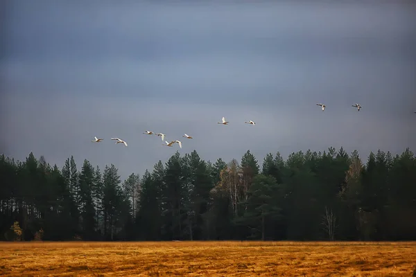 秋の風景 森の中の白鳥の群れ 渡り鳥 10月の季節移動 — ストック写真