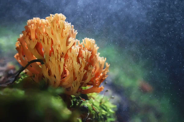 小的不可食用的蘑菇 有毒的蘑菇森林背景宏观自然野生 — 图库照片