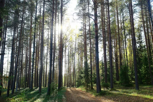 Verão Paisagem Floresta Fundo Panorama Natureza Verão Estação Paisagem Árvores — Fotografia de Stock