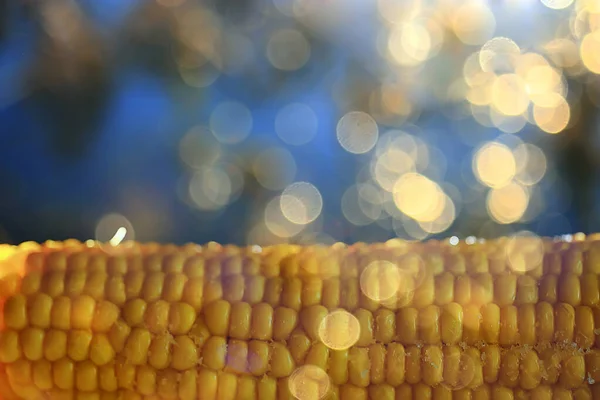 Gotowana Gorąco Kolba Kukurydzy Świeże Tło Diety Warzywnej — Zdjęcie stockowe
