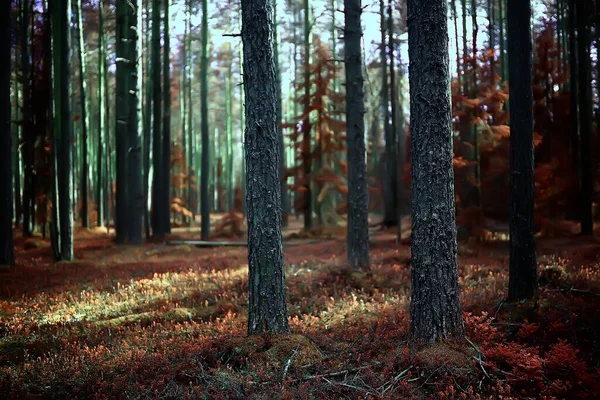 Sonbahar Ormanının Soyut Arkaplan Dokusu Sarı Ağaçlar Desenli Manzara — Stok fotoğraf