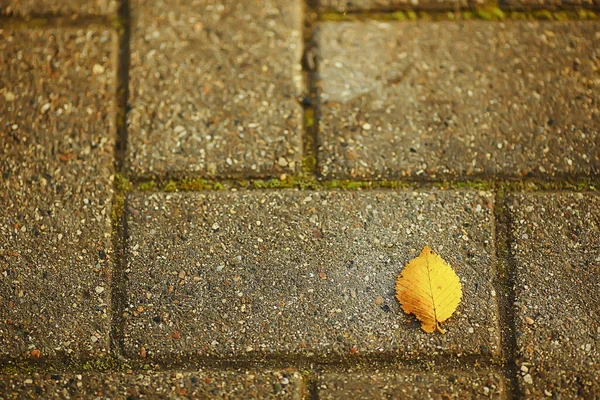 Feuilles Tombées Fond Abstrait Saisonnier — Photo