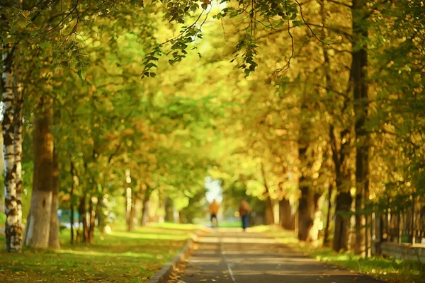 Paysage Ensoleillé Dans Parc Automne Automne Saison Fond Orange Parc — Photo