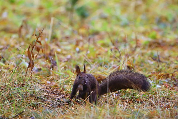 Eichhörnchen Kleines Wildtier Der Natur Herbst — Stockfoto