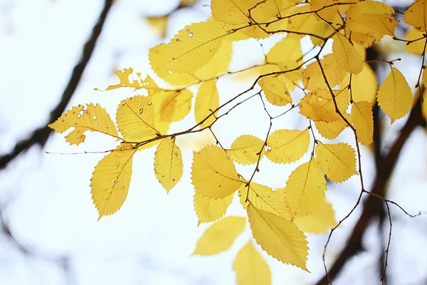 Abstract Autumn Fall Background Leaves Yellow Nature October Wallpaper Seasonal — Stock Photo, Image