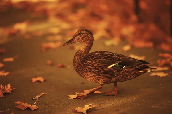 Duck Autumn Park Mallard Wild Duck Autumn View Migratory Bird — Stock Photo, Image