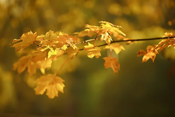 Astratto Autunno Autunno Sfondo Foglie Giallo Natura Ottobre Carta Parati — Foto Stock