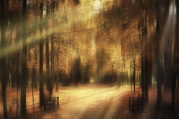 Blurred background autumn nature landscape, abstract blur bokeh view of fall trees