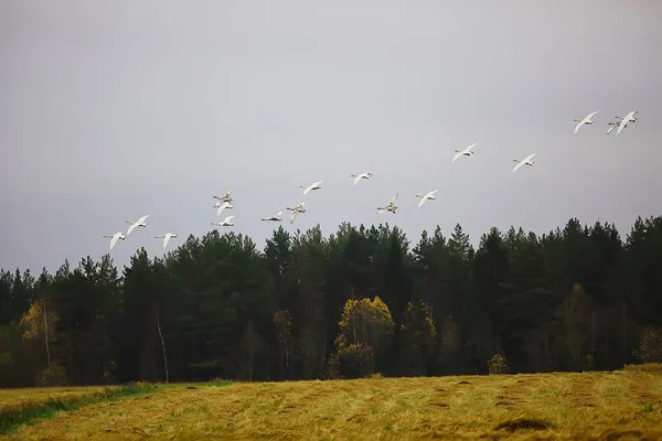 Jesienny Krajobraz Stado Łabędzi Lesie Ptaki Wędrowne Migracja Sezonowa Październiku — Zdjęcie stockowe