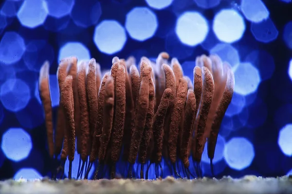 Fungos Molde Plasmodium Microscópio Close Pouca Vida Fungos Incomuns Mofo — Fotografia de Stock