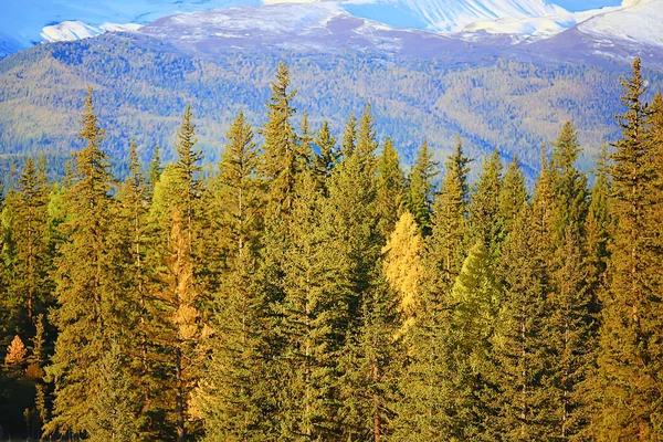 Лес Горах Пейзаж Красивая Зеленая Природа Летний Фоновый Лес — стоковое фото