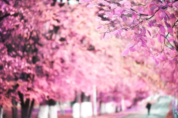 粉色自然景观 春天背景花卉公园室外 — 图库照片