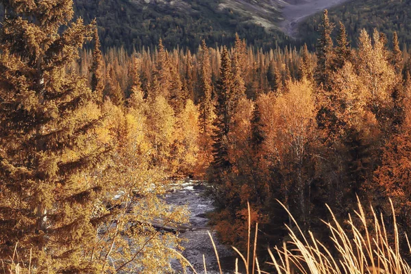 秋の森の風景抽象的な背景黄色の木々の10月のビュー 秋の自然 — ストック写真