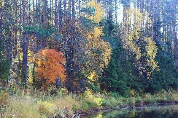 Abstracta Textura Fondo Del Bosque Otoño Árboles Amarillos Patrón Paisaje — Foto de Stock