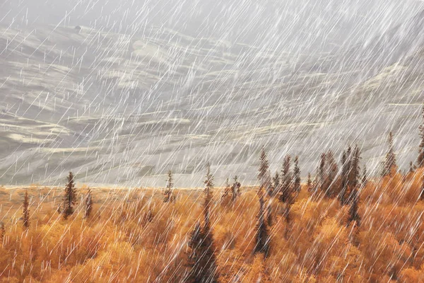 秋景天然雨滴天气潮湿户外景观秋景 — 图库照片