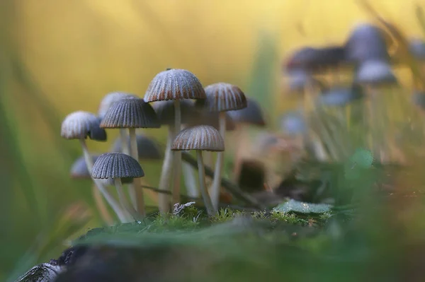 Small Inedible Mushrooms Poisonous Mushrooms Forest Background Macro Nature Wild — Stock Photo, Image