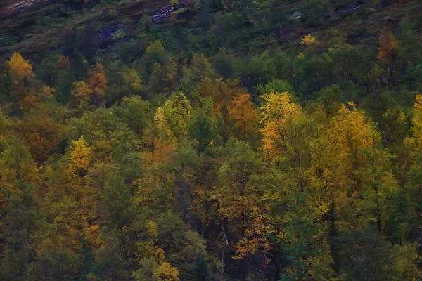 Abstracta Textura Fondo Del Bosque Otoño Árboles Amarillos Patrón Paisaje —  Fotos de Stock