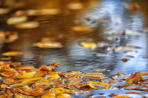 Abstrait Automne Automne Fond Feuilles Jaune Nature Octobre Fond Écran — Photo