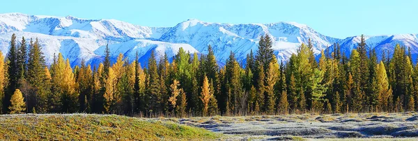 Autunno Foresta Montagne Panorama Alberi Paesaggio Natura Stagione Gialla — Foto Stock