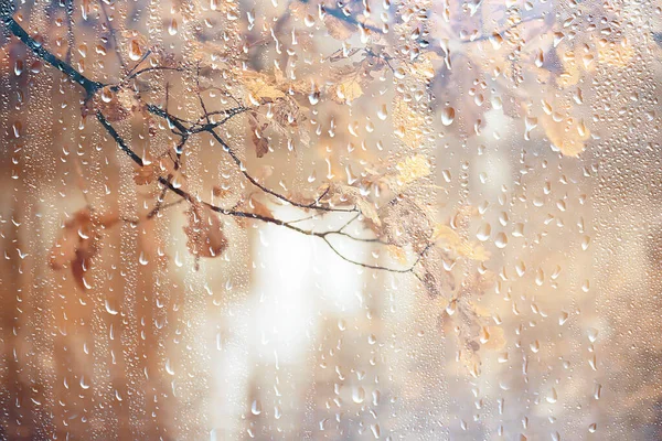 抽象的な背景秋 ガラス滴秋の黄色の葉雨10月の天気 — ストック写真