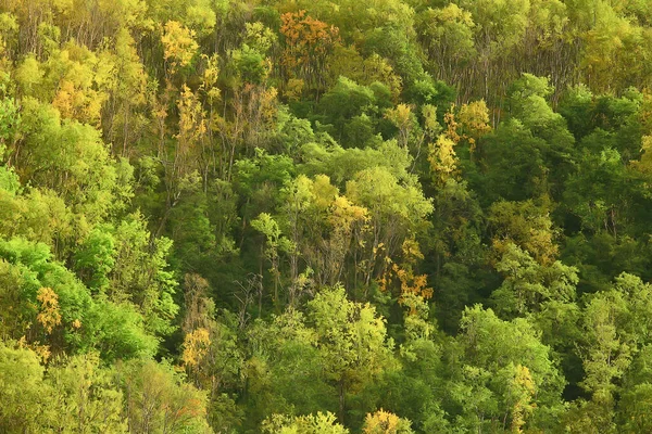 Abstrato Fundo Textura Floresta Outono Árvores Amarelas Padrão Paisagem Vista — Fotografia de Stock