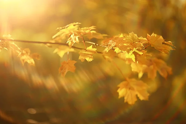 Abstracto Otoño Otoño Fondo Hojas Amarillo Naturaleza Octubre Fondo Pantalla —  Fotos de Stock