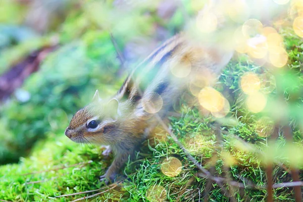 Chipmunk Animale Nel Selvaggio Piccolo Scoiattolo Carino — Foto Stock