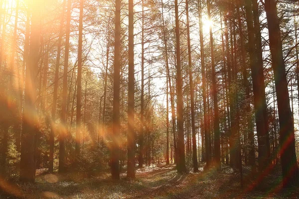 Slunečná Krajina Podzimním Parku Podzimní Sezóna Pozadí Oranžový Park — Stock fotografie