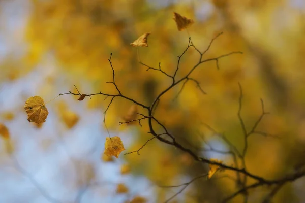 Abstracto Otoño Otoño Fondo Hojas Amarillo Naturaleza Octubre Fondo Pantalla — Foto de Stock